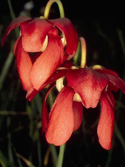 Sarracenia psittacina (Parrot pitcherplant) #7796