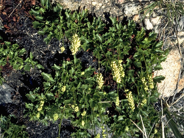 Heuchera parvifolia (Littleleaf alumroot) #7830