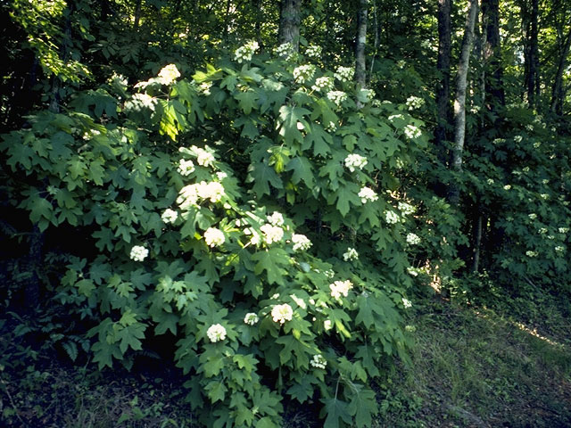Hydrangea quercifolia (Oakleaf hydrangea) #7838