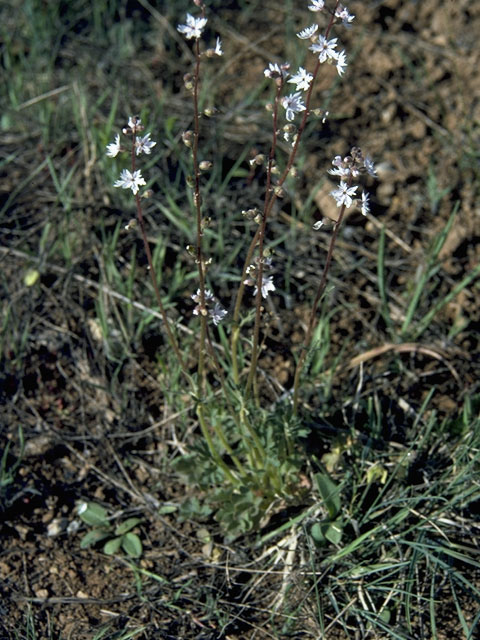 Lithophragma parviflorum (Smallflower woodland-star) #7848