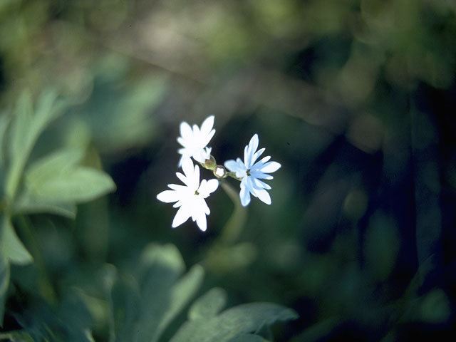 Lithophragma parviflorum (Smallflower woodland-star) #7849
