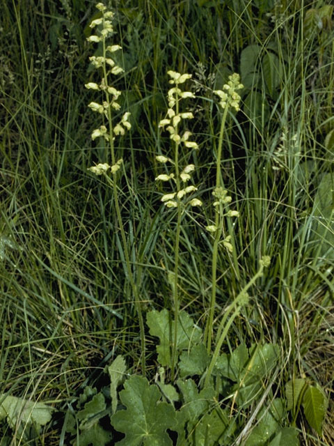 Heuchera richardsonii (Richardson's alumroot) #7852