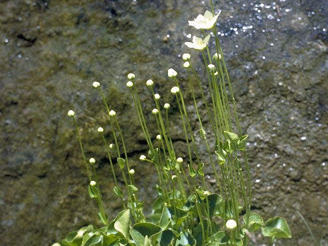 Parnassia fimbriata (Fringed grass of parnassus) #7855