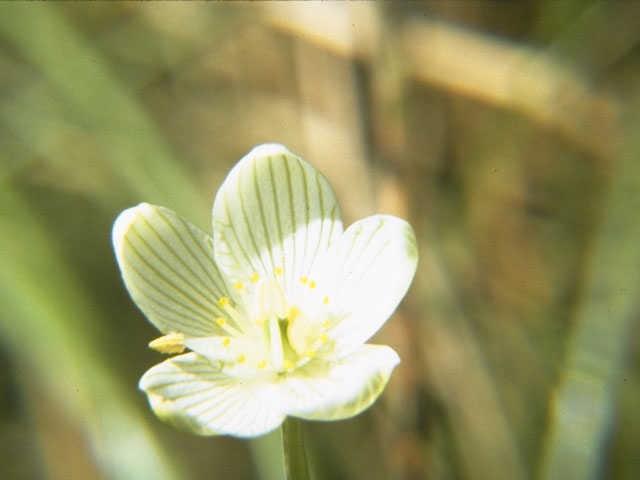 Parnassia glauca (Fen grass of parnassus) #7857