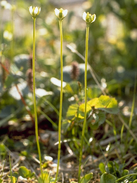 Parnassia kotzebuei (Kotzebue's grass of parnassus) #7858