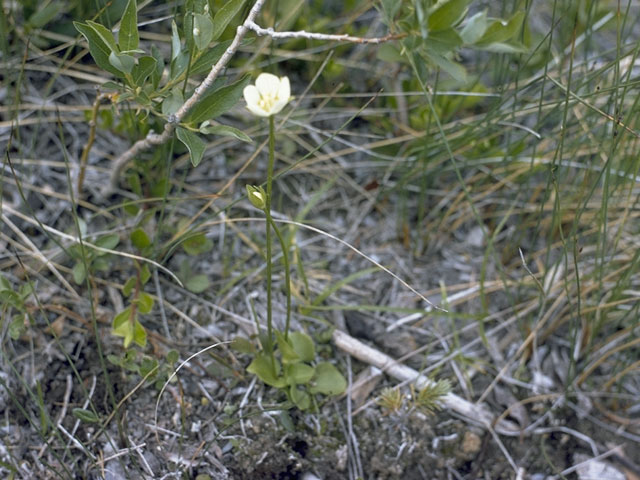 Parnassia palustris (Marsh grass of parnassus) #7860