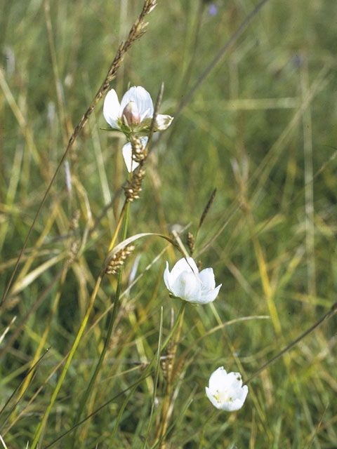 Parnassia palustris (Marsh grass of parnassus) #7862