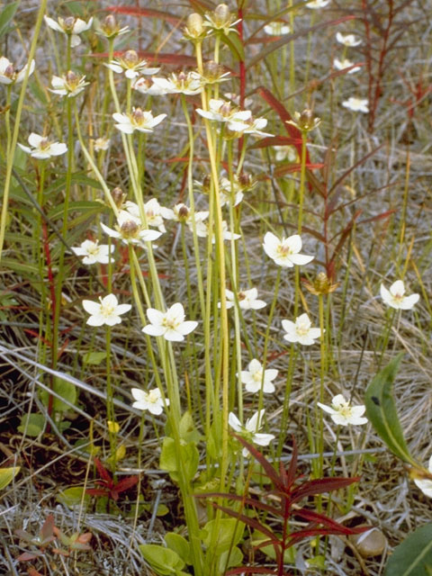 Parnassia palustris var. tenuis (Marsh grass of parnassus) #7864