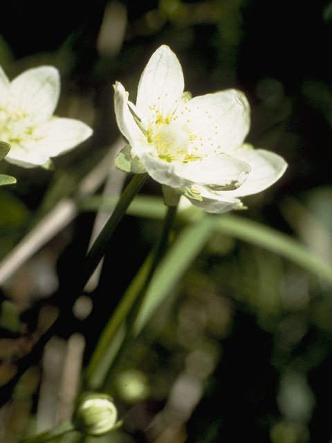 Parnassia palustris var. tenuis (Marsh grass of parnassus) #7865