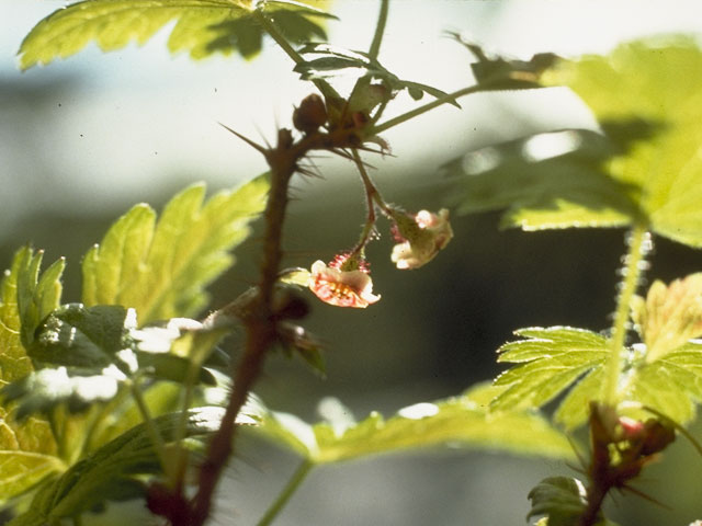 Ribes oxyacanthoides (Canadian gooseberry) #7883