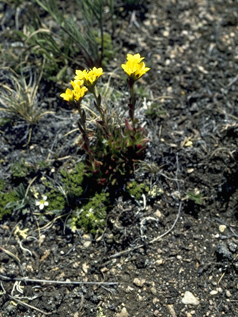Saxifraga flagellaris (Whiplash saxifrage) #7895