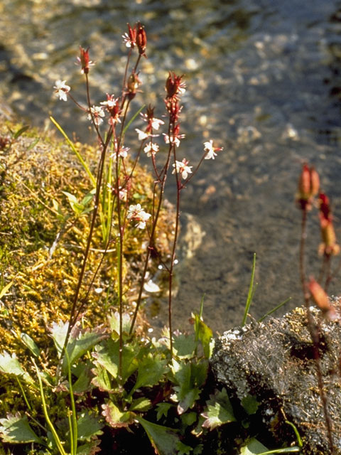 Saxifraga lyallii ssp. hultenii (Hulten's saxifrage) #7899