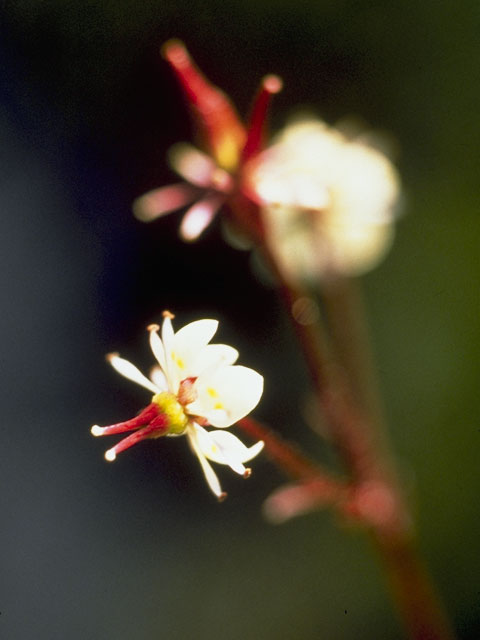 Saxifraga lyallii ssp. hultenii (Hulten's saxifrage) #7900