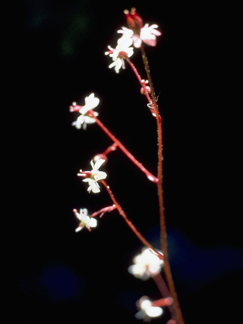 Saxifraga lyallii ssp. hultenii (Hulten's saxifrage) #7901