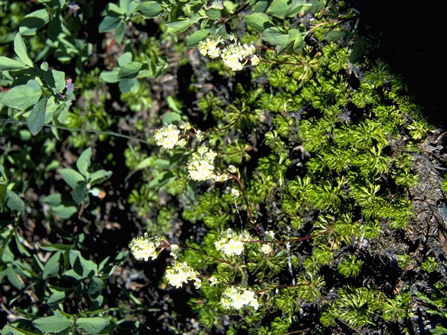 Saxifraga mertensiana (Wood saxifrage) #7902