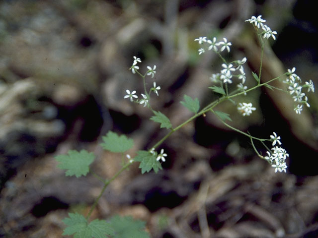 Saxifraga mertensiana (Wood saxifrage) #7903