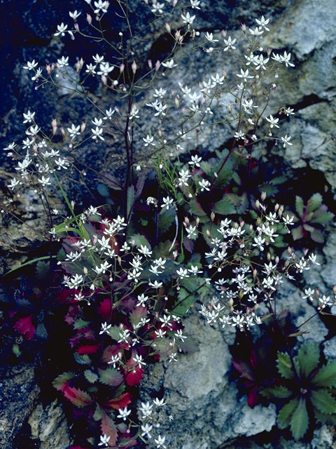 Saxifraga micranthidifolia (Lettuceleaf saxifrage) #7904