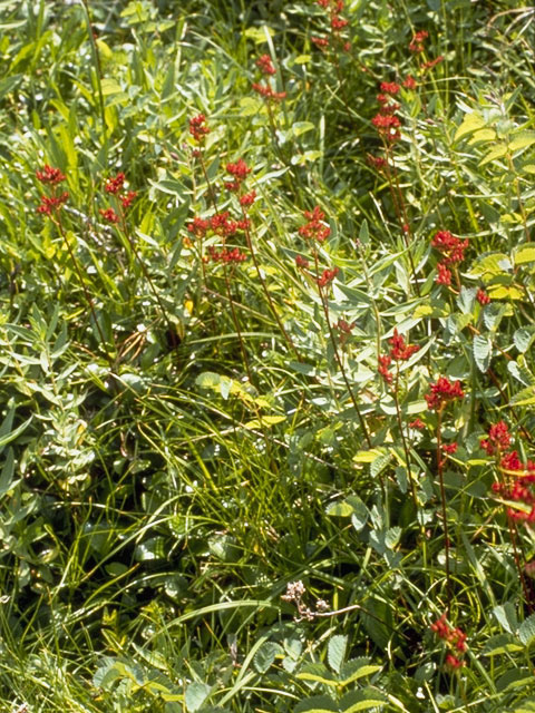 Saxifraga nivalis (Alpine saxifrage) #7906