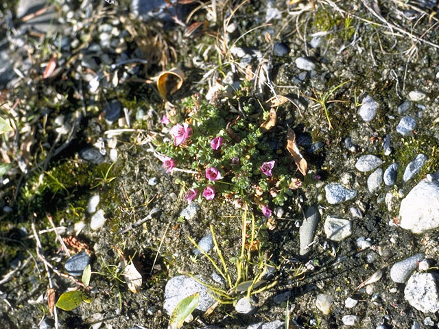 Saxifraga oppositifolia (Purple mountain saxifrage) #7910