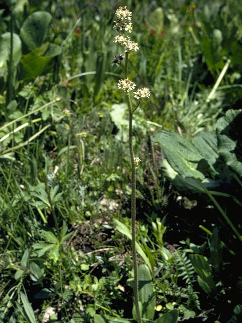 Saxifraga oregana (Oregon saxifrage) #7912