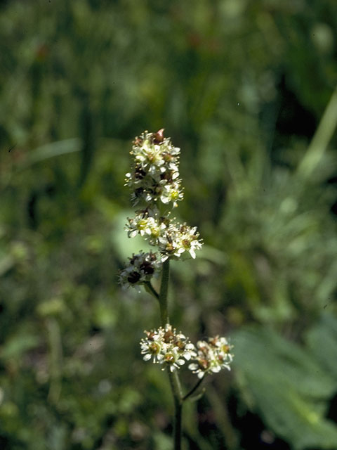 Saxifraga oregana (Oregon saxifrage) #7913