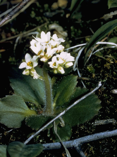 Saxifraga virginiensis (Early saxifrage) #7926