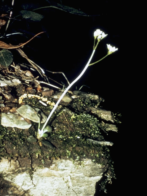 Saxifraga virginiensis (Early saxifrage) #7927
