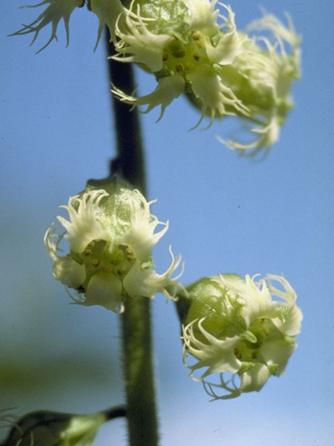 Tellima grandiflora (Bigflower tellima) #7930