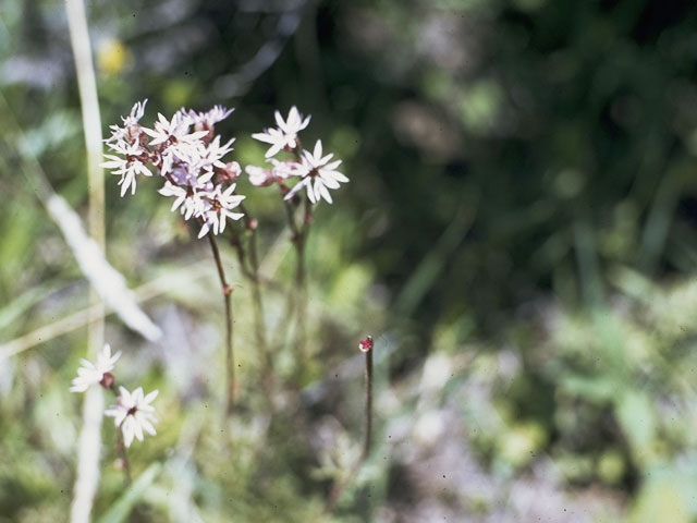 Lithophragma parviflorum (Smallflower woodland-star) #7931