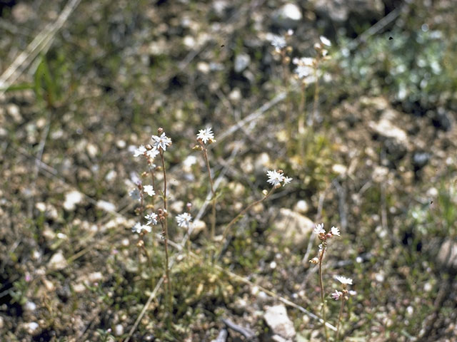 Lithophragma parviflorum (Smallflower woodland-star) #7932