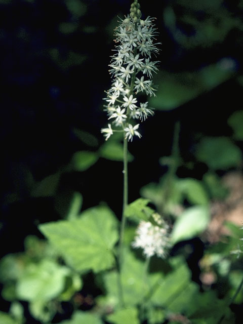 Tiarella cordifolia (Heartleaf foamflower) #7934