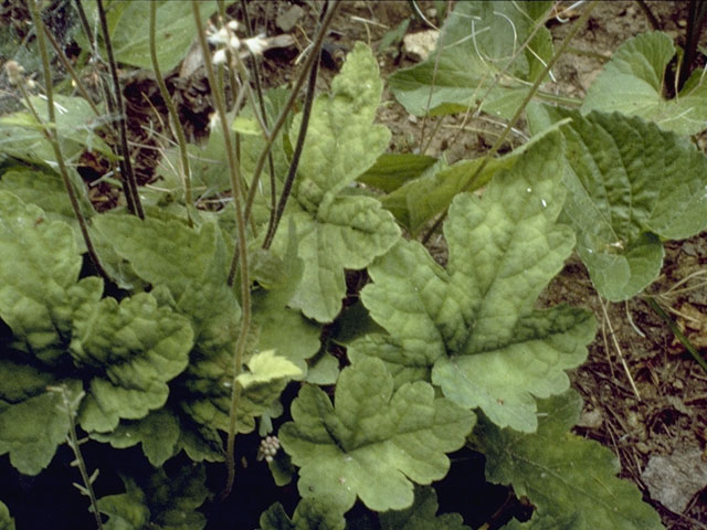 Tiarella cordifolia (Heartleaf foamflower) #7935