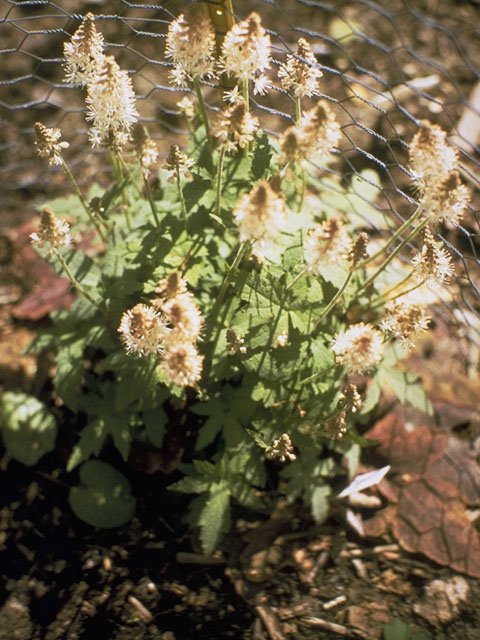 Tiarella cordifolia (Heartleaf foamflower) #7936