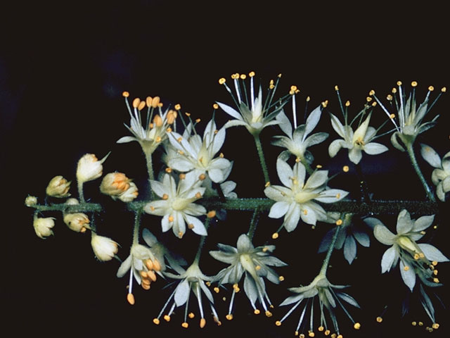 Tiarella cordifolia (Heartleaf foamflower) #7937