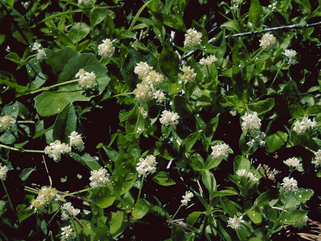 Whipplea modesta (Common whipplea) #7942