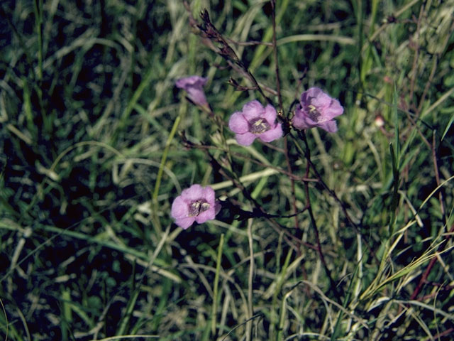 Agalinis edwardsiana (Plateau false foxglove) #7943