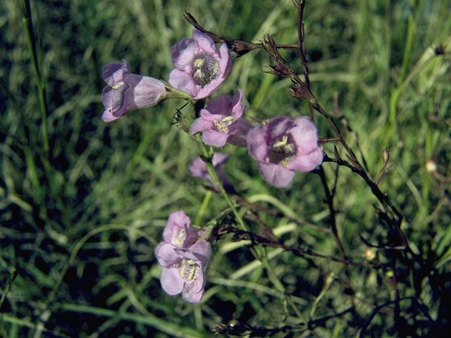 Agalinis edwardsiana (Plateau false foxglove) #7944