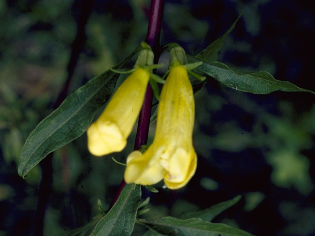 Aureolaria grandiflora (Largeflower yellow false foxglove) #7965