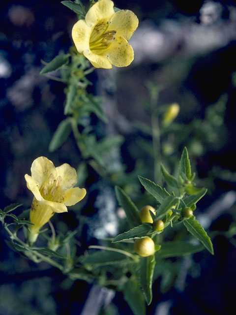 Aureolaria grandiflora (Largeflower yellow false foxglove) #7966