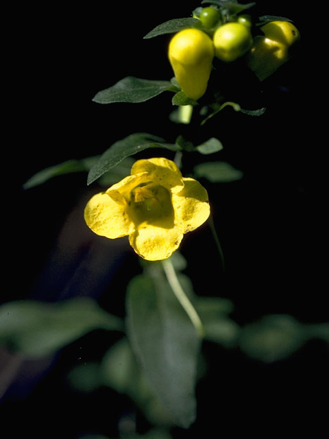 Aureolaria laevigata (Entireleaf yellow false foxglove) #7967