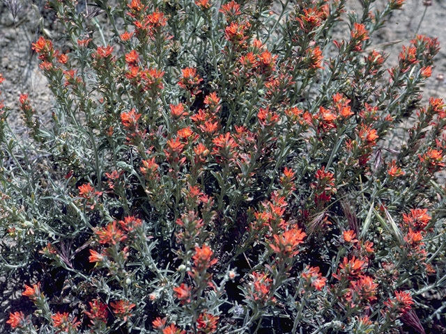 Castilleja angustifolia (Northwestern indian paintbrush) #7977