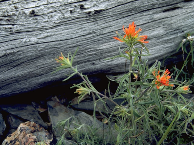 Castilleja linariifolia (Wyoming indian paintbrush) #8002