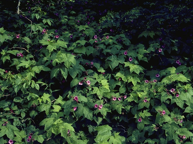 Rubus odoratus (Purple-flowering raspberry) #8003