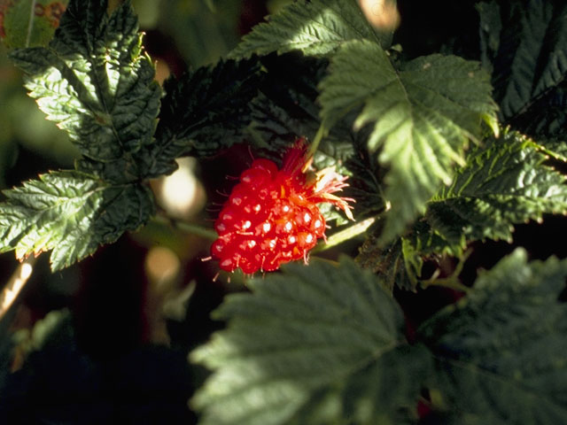 Rubus spectabilis (Salmonberry) #8015