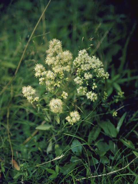 Spiraea alba (White meadowsweet) #8041