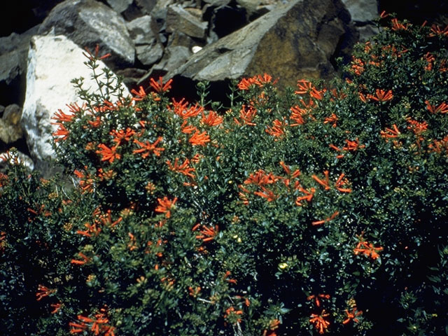 Bouvardia ternifolia (Scarlet bouvardia) #8061