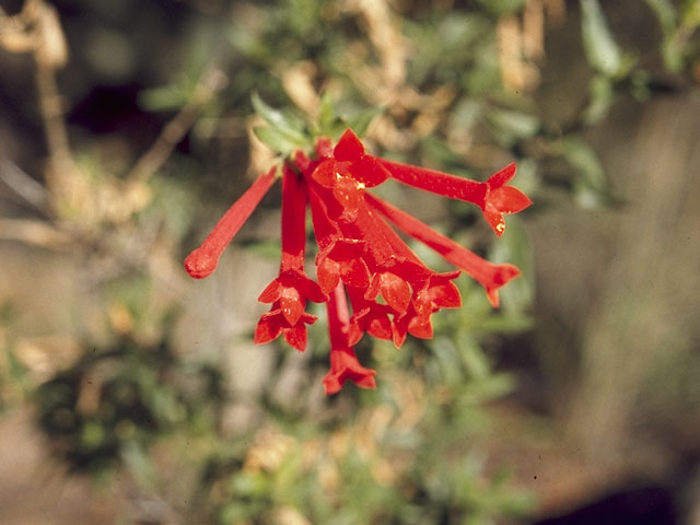 Bouvardia ternifolia (Scarlet bouvardia) #8063