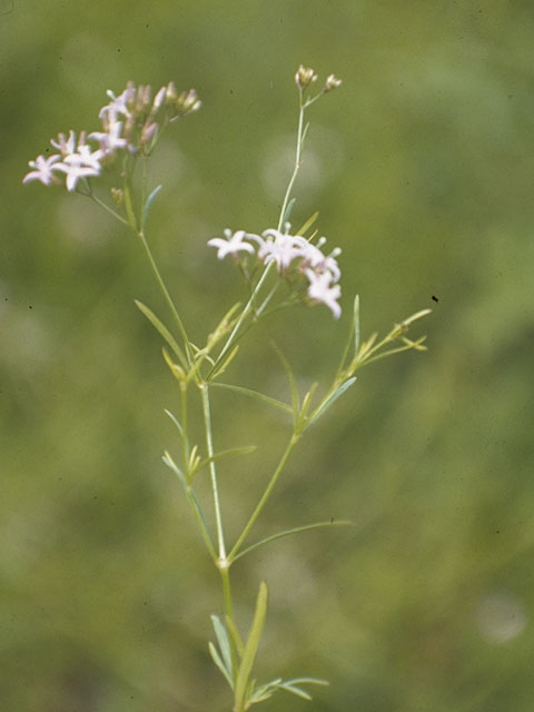 Stenaria nigricans var. nigricans (Diamondflowers) #8100