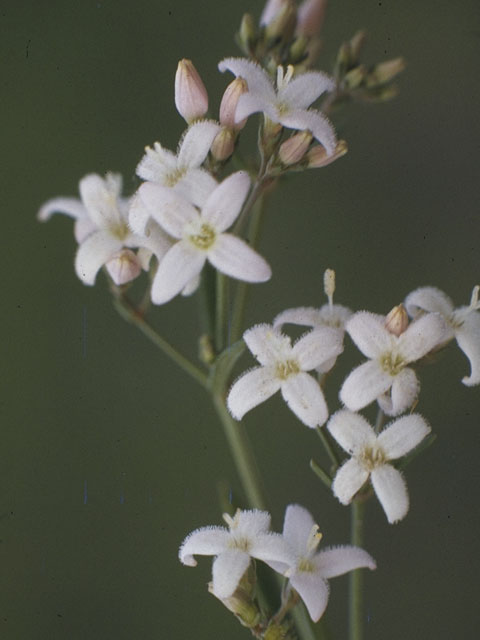 Stenaria nigricans var. nigricans (Diamondflowers) #8101