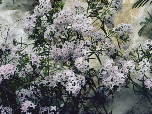 Stenaria nigricans var. nigricans (Diamondflowers) #8102